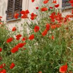 Fiori tipici dei borghi italiani in primavera, colorati e variopinti, simbolo di bellezza naturale.