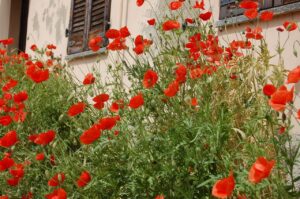 Quiz primavera 2026: riconosci questi fiori tipici dei borghi italiani?